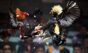 Cách Chơi Đá Gà Sabong Tại 566Bet Nắm Rõ Luật Đấu Philippines