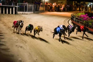 Mẹo Chơi Game Nhanh Đua Chó Tại 566Bet Chắc Thắng Từ Chuyên Gia