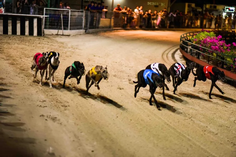 Mẹo Chơi Game Nhanh Đua Chó Tại 566Bet Chắc Thắng Từ Chuyên Gia 1 Mẹo Chơi Game Nhanh Đua Chó Tại 566Bet Chắc Thắng Từ Chuyên Gia